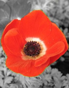 muuttuvakuva
